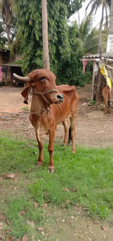 ગીર ઓડકી પાળવા...