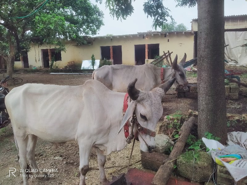 ગોઢલા