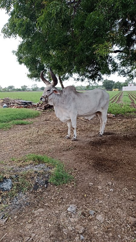 બળદ વેચવાનો છે