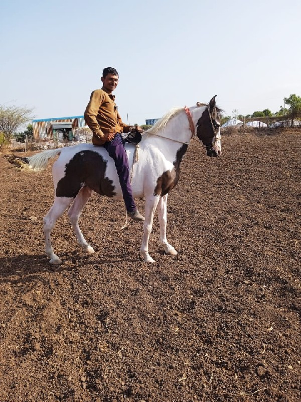 ઘોડી વેસવાની છે