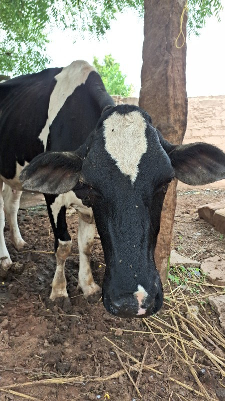 ગાય વેસવાની છે