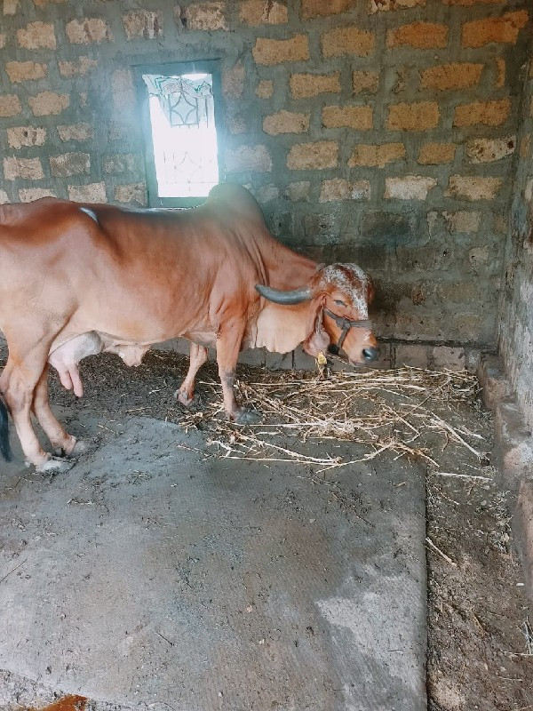 ગીર ગાય વેચવાની...