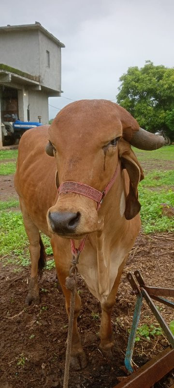 ગીર ગાય વેસવાની...