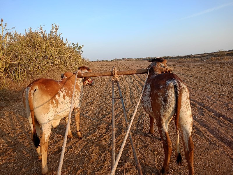 બળદ વેચવાના છે