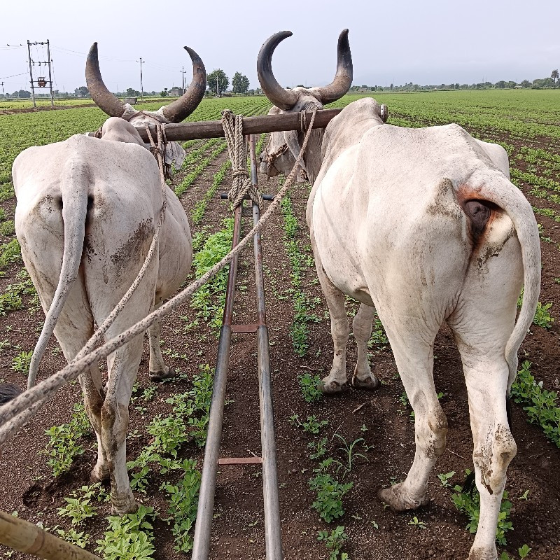 બલદ વેંચવા છે...