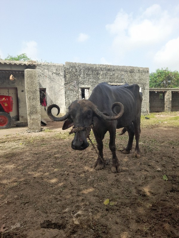 ભેંસ વેચવાની છે