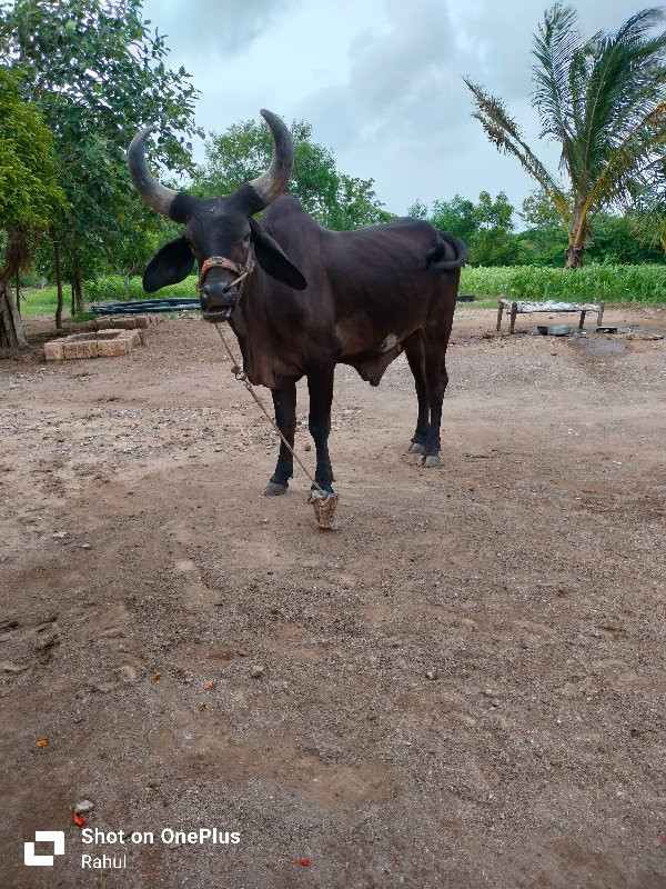 ગોઢલા વેચવાના છ...