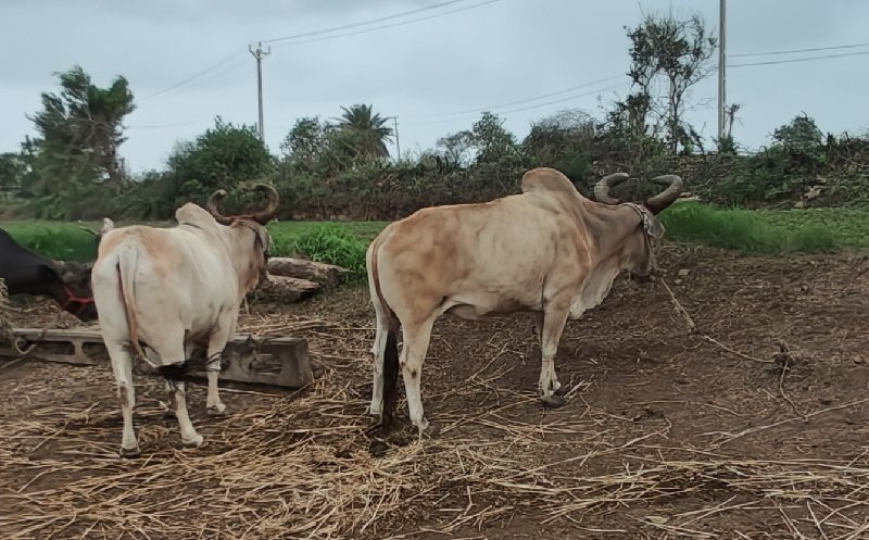 બળદ ની જોડ