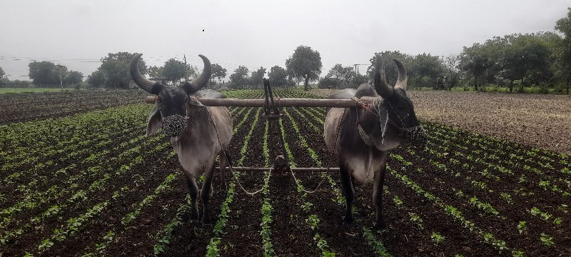 ગોઢલા