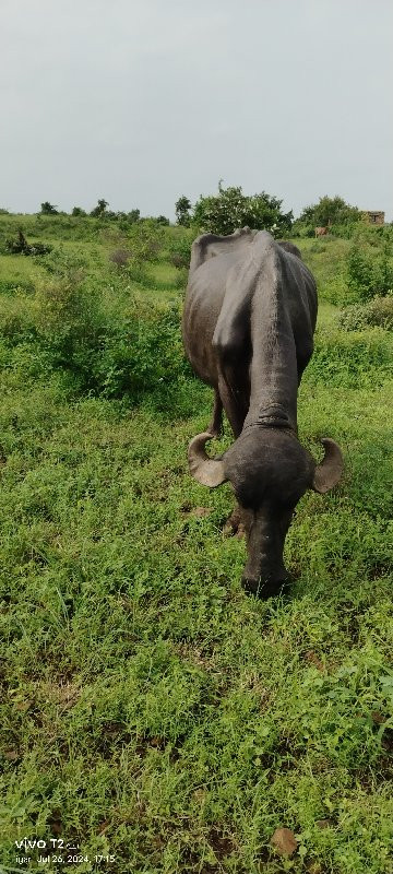 પેલું વેતર ખડેલ...