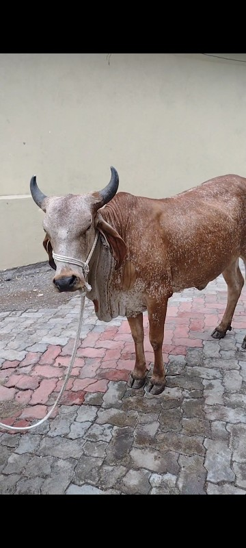 આ હોડકી વેચવાની...