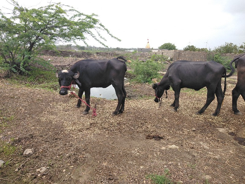 ખડેલા વેચવા ના...