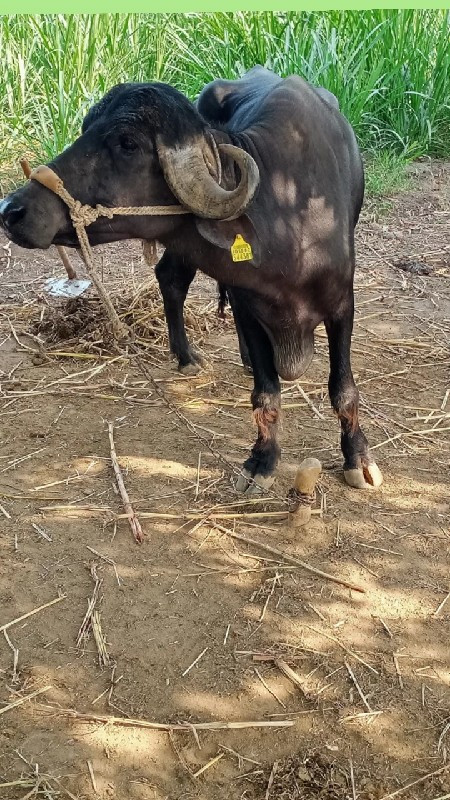 કોયજાતનો વાન્ધો...