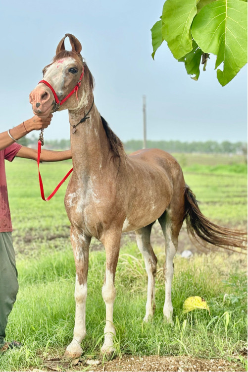 સાટા પન કરવા ના...