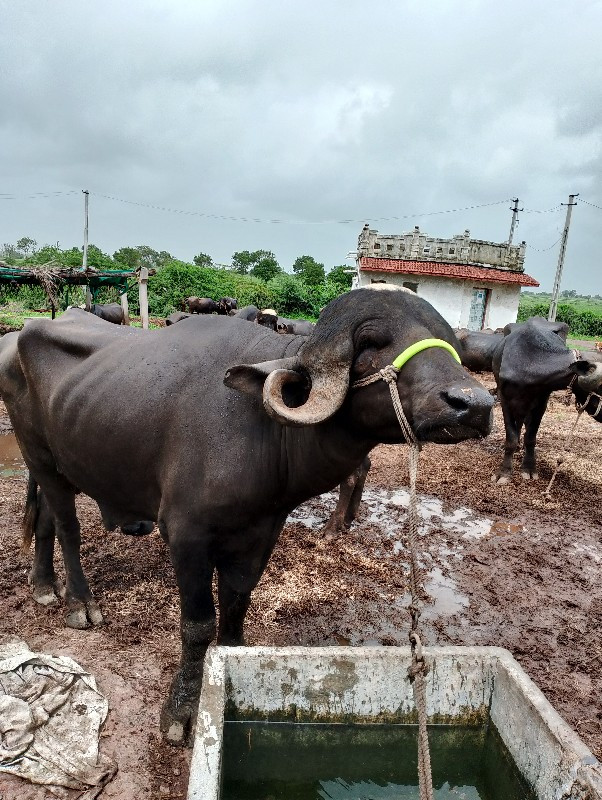 પાડો વેચવાનો છે