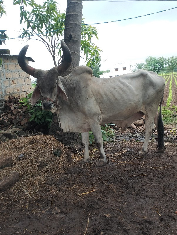 બળદ વેચવાનો છે