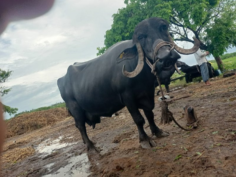 ભેંસ વેચવાની છે