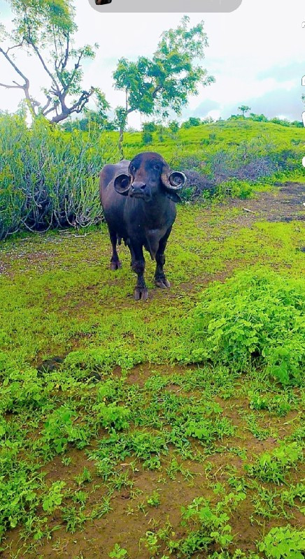 ભેંસ વેચવાની છે