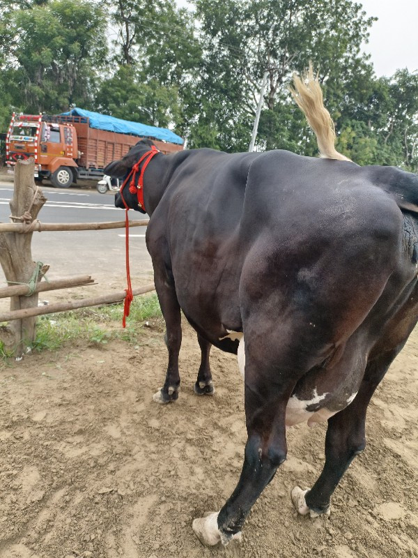 ગાભણ ગાય