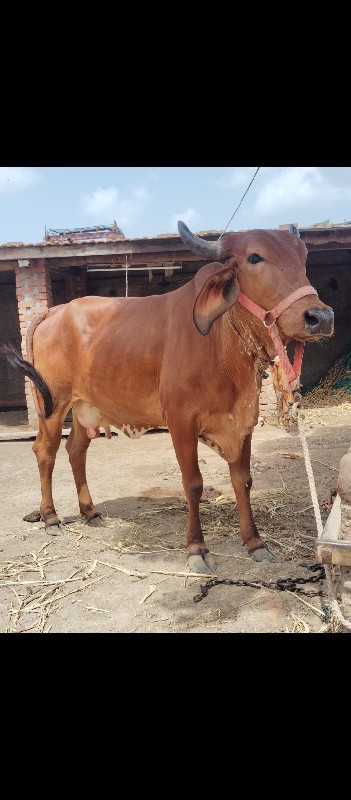 આ બને ગાય વેચવા...