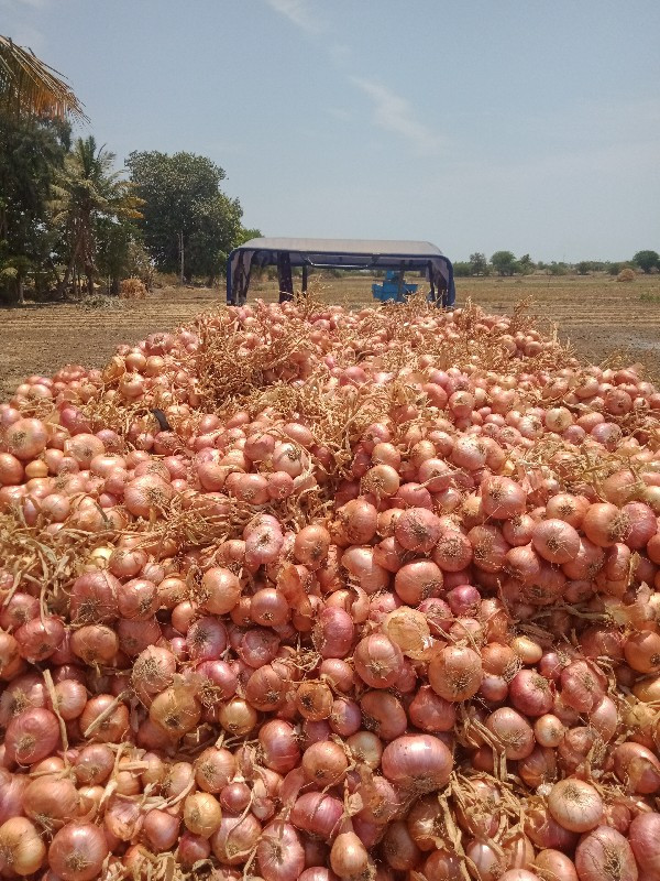 દેશી ડુંગળી વેસ...