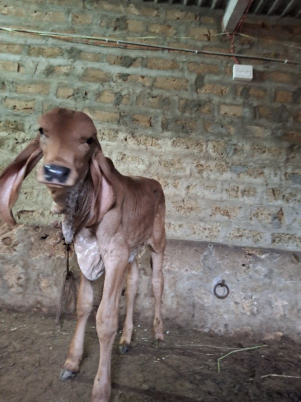 ગીર ગાય નીસે ગી...