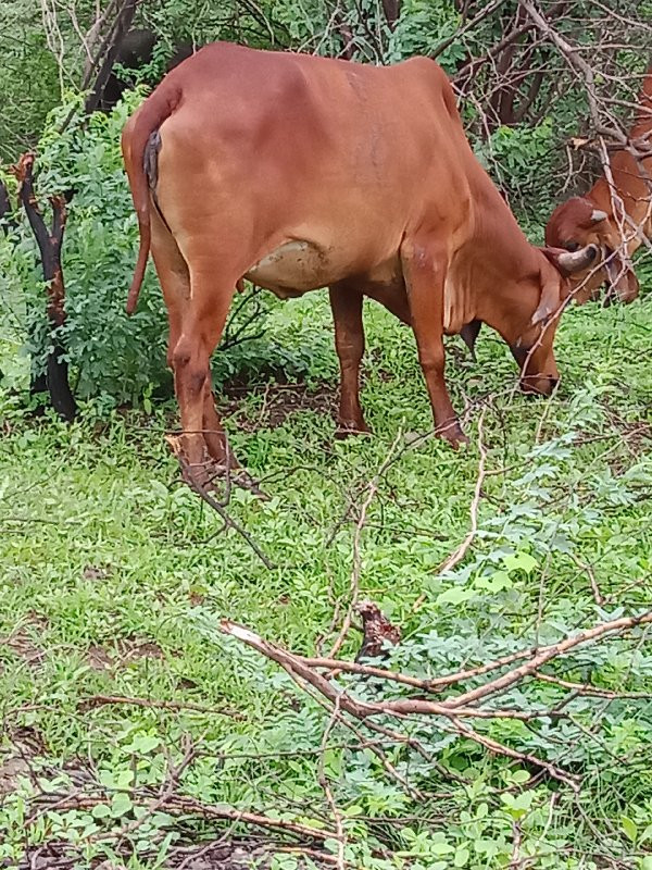 ગાય વેચવાની છે