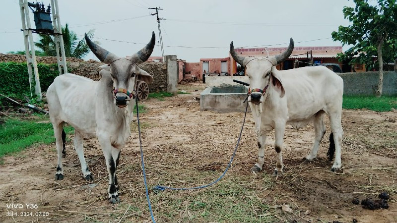 બળદ વેચવાના છે