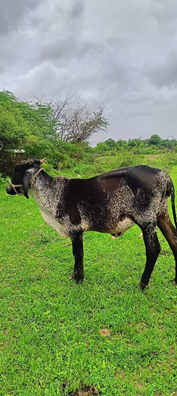 hf વાસદી ના સાટ...