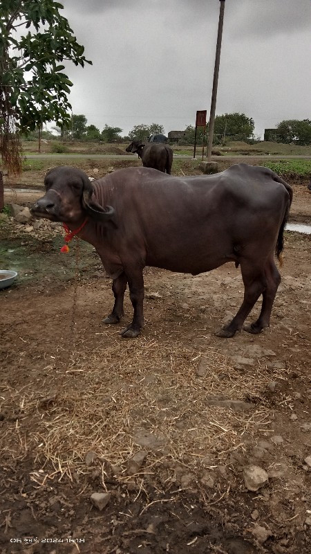 ખડેલી છે