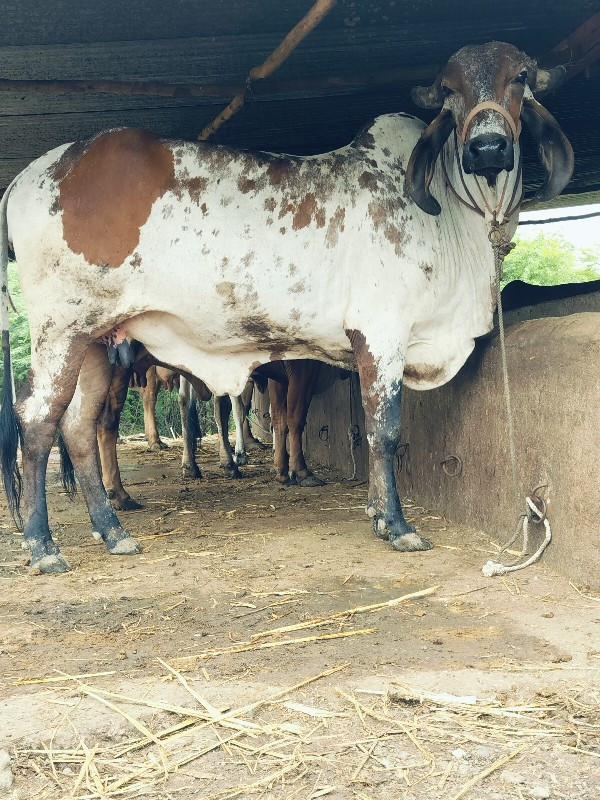 ગિર ગાય દેવાનિછ...