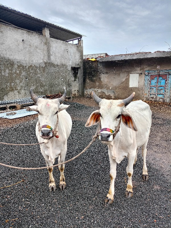 ગોઢલા વેચવાના છ...