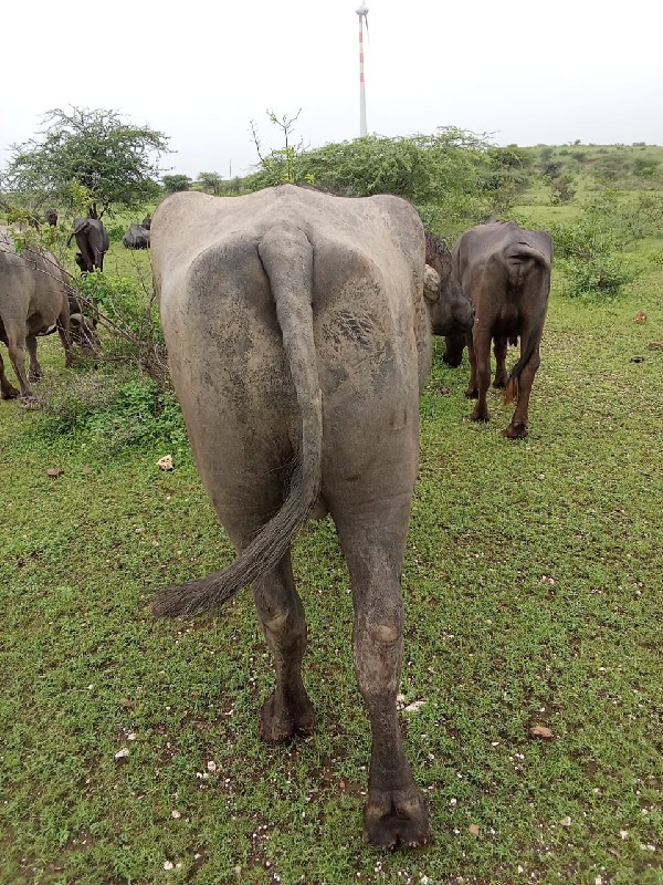 પાડો વેચવાનો‌