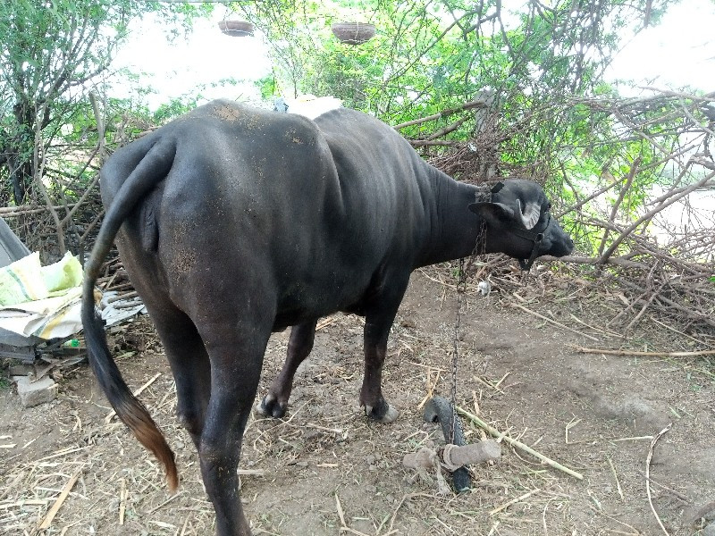 ખડેલી સાડા ત્રણ...