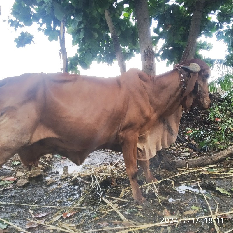 ગાય વેચવાની છે