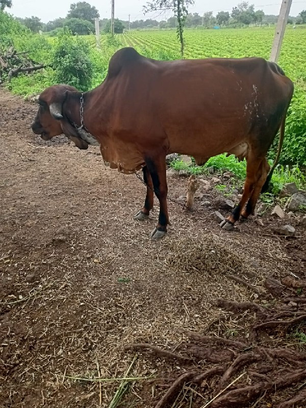 કાબરી વોડકી