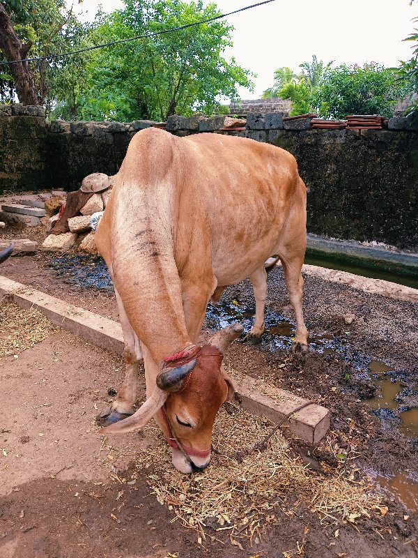 વેચવાનોછે૩ધરનોછ...