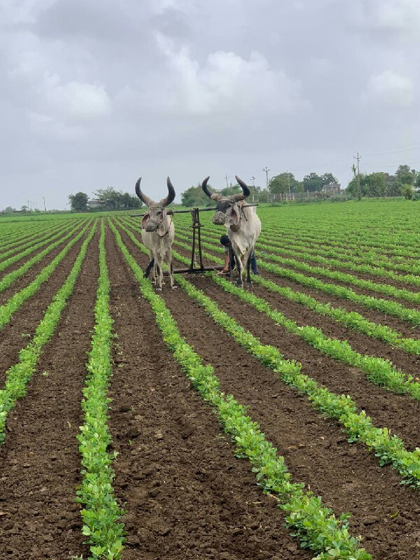 બળદ વેચવાના છે