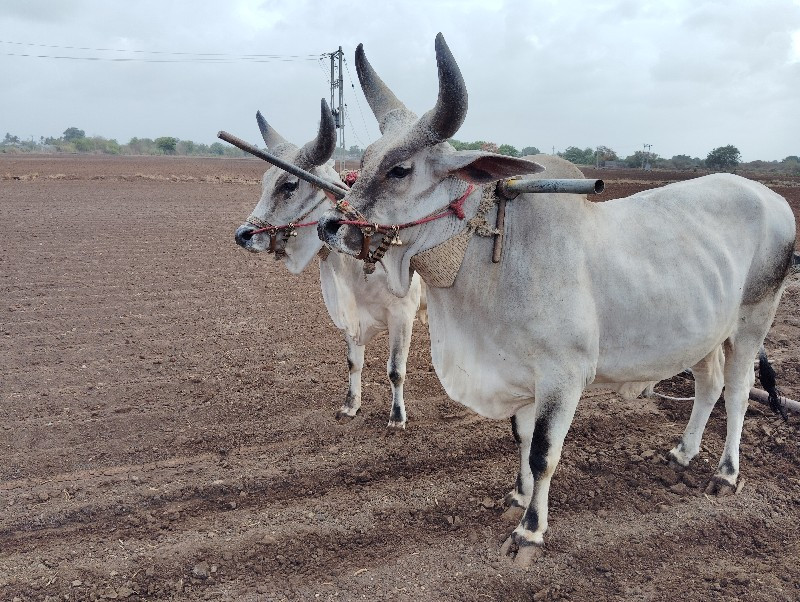 ગોધલા