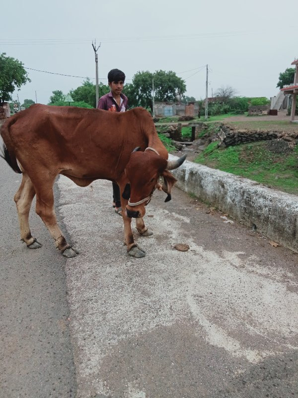 ગાયવેચવાનીછે