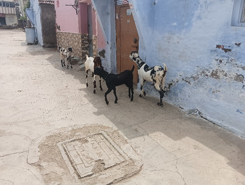 bakri