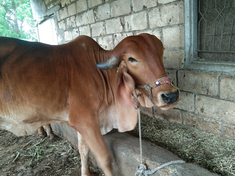 ગીર હોડકી વેચવા...