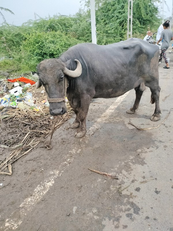 ભેંસ વેચવાની છે...