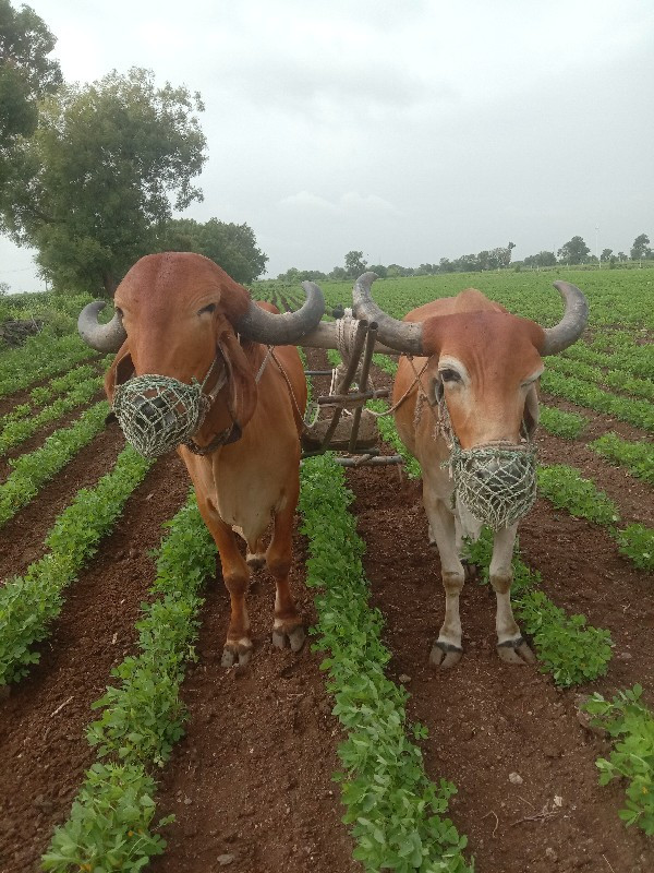 બળદ વેસવાનાસે