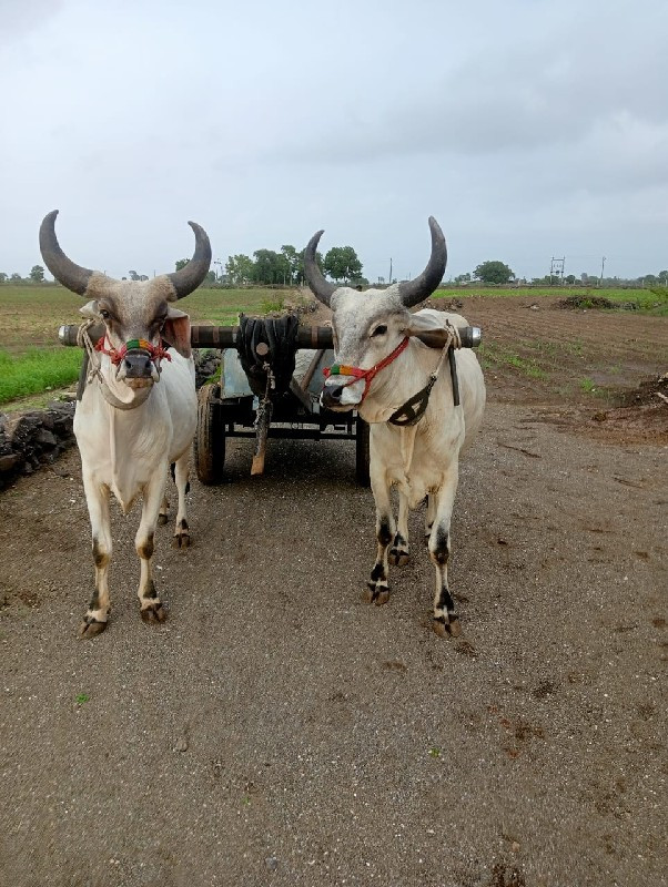 બળદ  વેચવાના છે