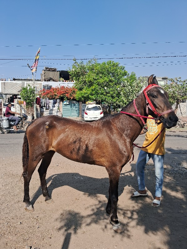 ઘોડી વેચવાની છે