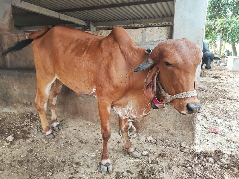 ગાય વેચવાની છે