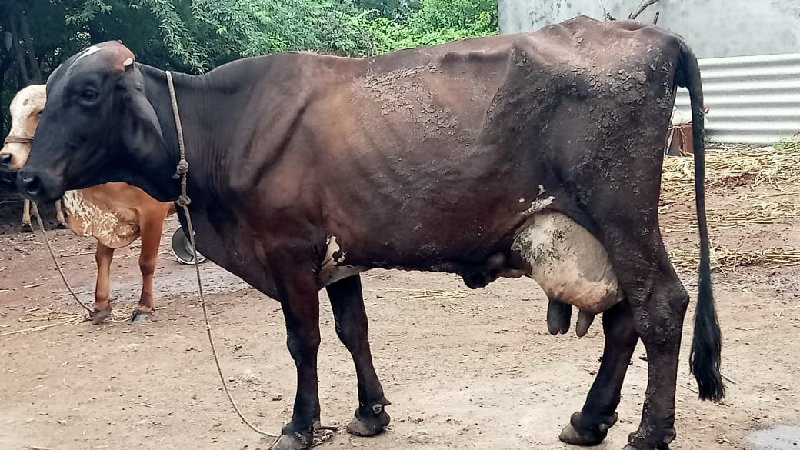 જર્સી ગાય વેચવા...