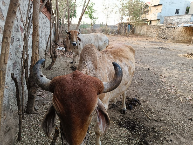 બળદ વેચવાના છે