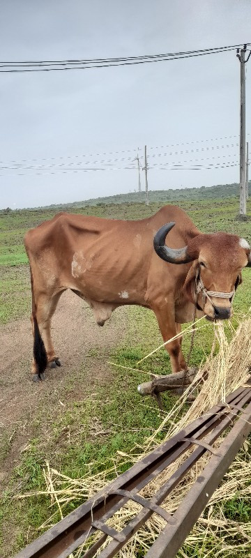 બળદ સોજો છે